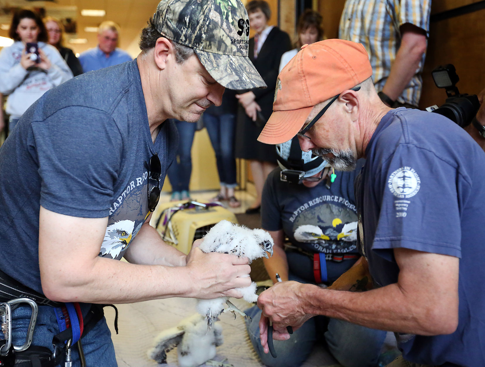 Banding of peregrine falcons at US Bank building in La Crosse